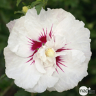 Hibiscus syriacus 'French Point' ® ':conteneur 5 litres
